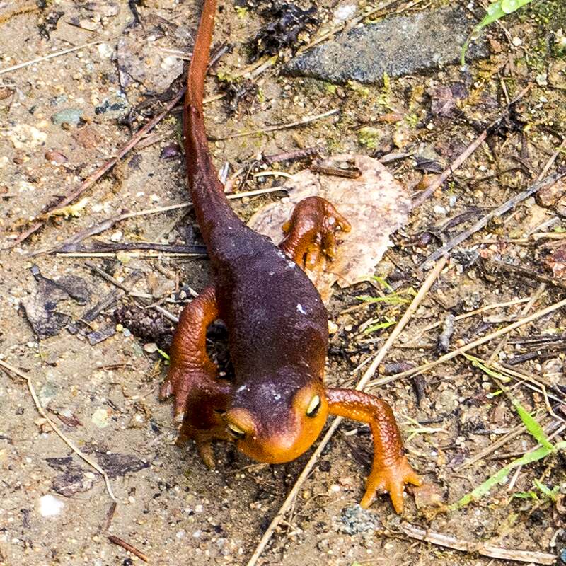 A Sierra newt, dark brown with a bright orange belly and legs, crawling over damp ground.